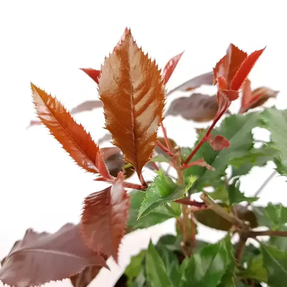 Photinia x fraseri 'Magical Volcano' - image 1