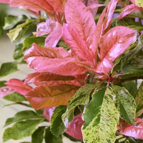 Photinia serratifolia 'Pink Crispy' 10L