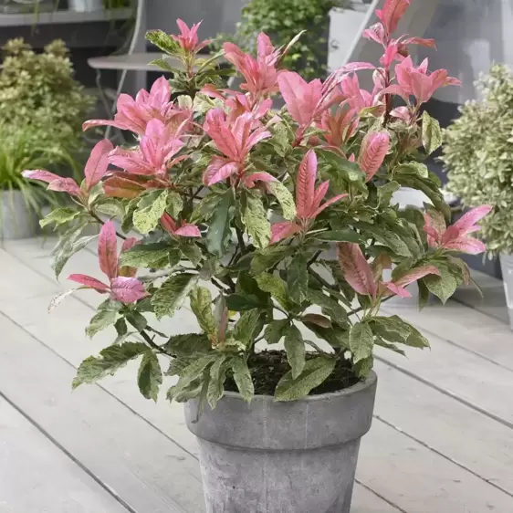 Photinia serratifolia 'Pink Crispy' 2L - image 2