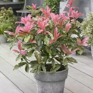 Photinia serratifolia 'Pink Crispy' 3L - image 2