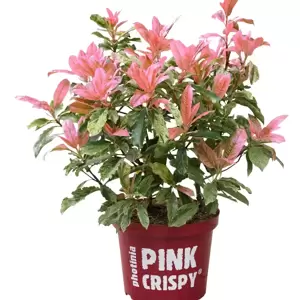 Photinia serratifolia 'Pink Crispy' 2L - image 3