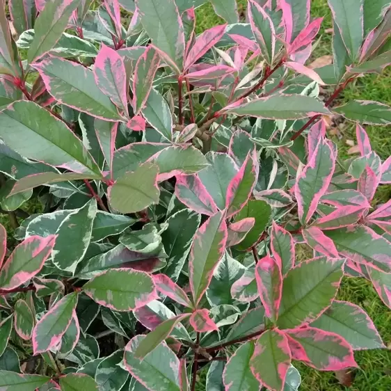 Photinia x fraseri 'Pink Marble' 25L Standard - image 1