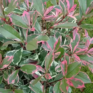 Photinia x fraseri 'Pink Marble' 25L Standard - image 1