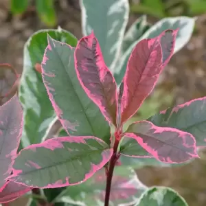 Photinia x fraseri 'Pink Marble' 25L Standard - image 2