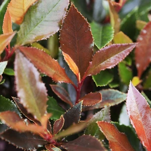 Photinia x fraseri 'Red Balloon' 10L Standard 50cm Stem - image 1
