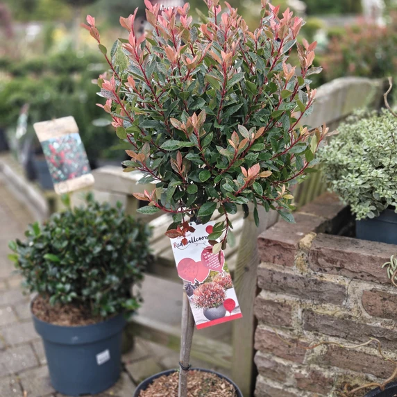 Photinia x fraseri 'Red Balloon' 10L Standard 50cm Stem - image 2