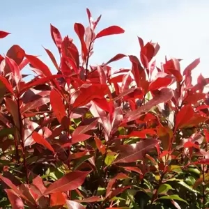 Photinia x fraseri 'Red Robin' 3L