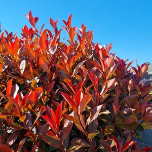 Photinia x fraseri 'Robusta Compacta' 30L Half Standard