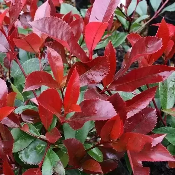 Photinia x fraseri 'Scarlet Blaze'