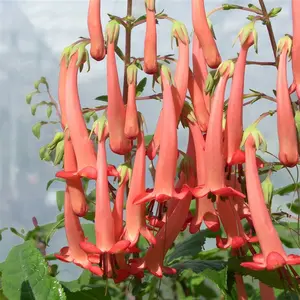 Picture Credit - Kernock Park Plants