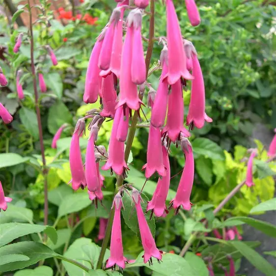 Picture Credit - Kernock Park Plants