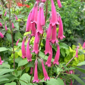 Picture Credit - Kernock Park Plants