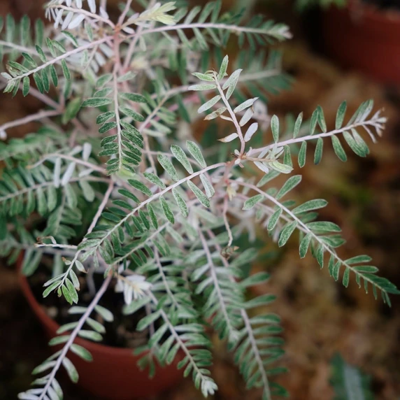 Phyllanthus urinaria 'Albo Variegata' - image 1