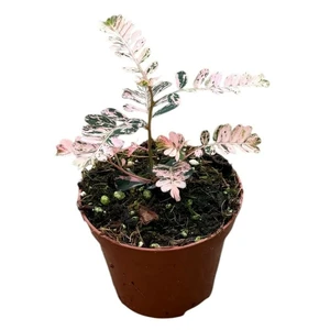 Phyllanthus urinaria 'Variegata'