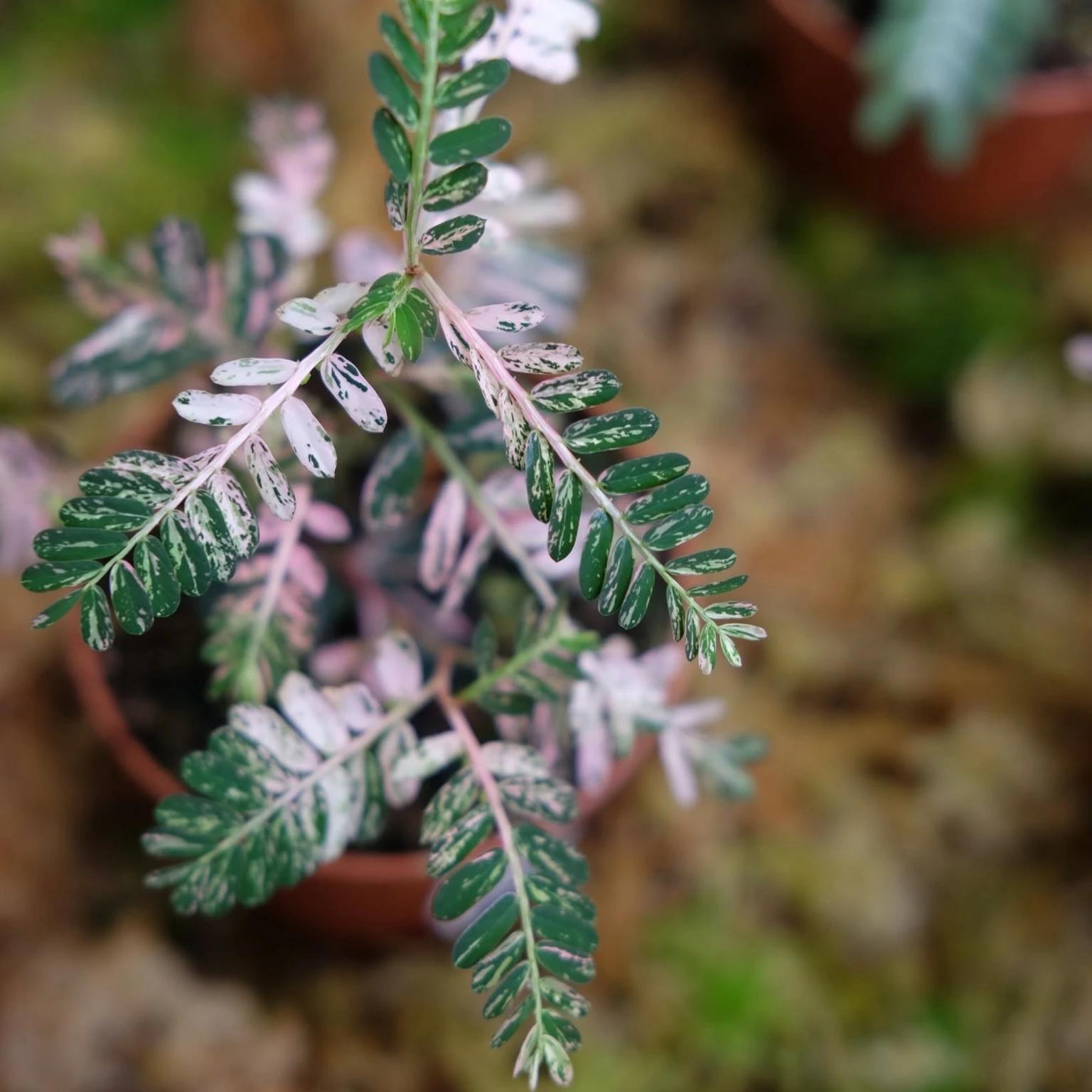 Phyllanthus urinaria 'Variegata' - Cowell's Garden Centre
