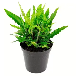 Phyllitis scolopendrium 'Angustifolia' 1.5L - image 3