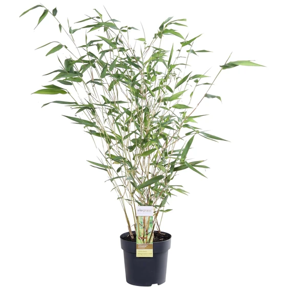 Phyllostachys aureosulcata f. aureocaulis - image 1