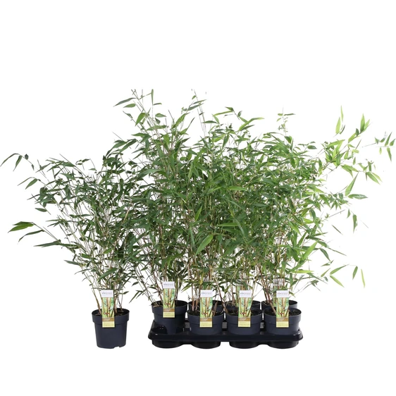 Phyllostachys aureosulcata f. aureocaulis - image 2