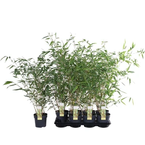 Phyllostachys aureosulcata f. aureocaulis - image 2