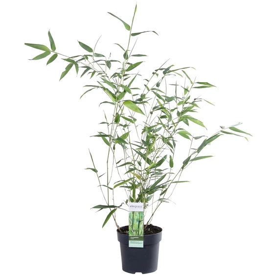 Phyllostachys bissetii - image 1