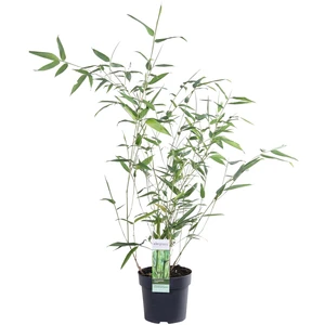 Phyllostachys bissetii - image 1