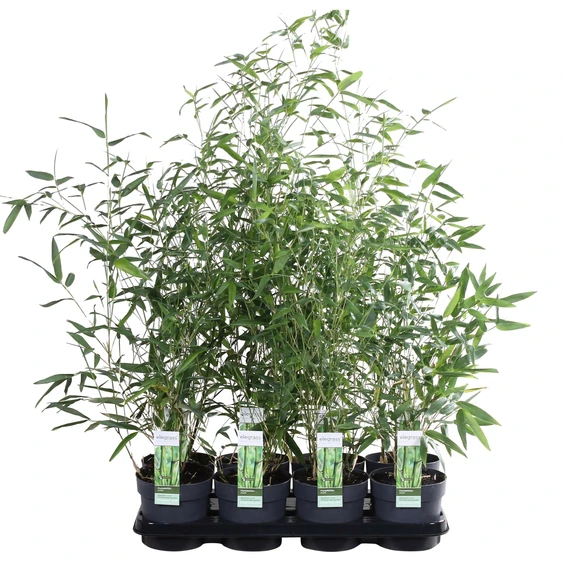 Phyllostachys bissetii - image 2