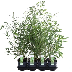 Phyllostachys bissetii - image 2