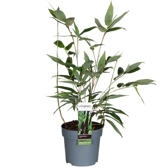 Phyllostachys nigra - image 1