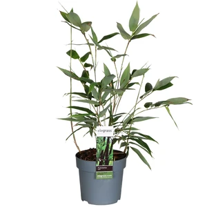 Phyllostachys nigra - image 2
