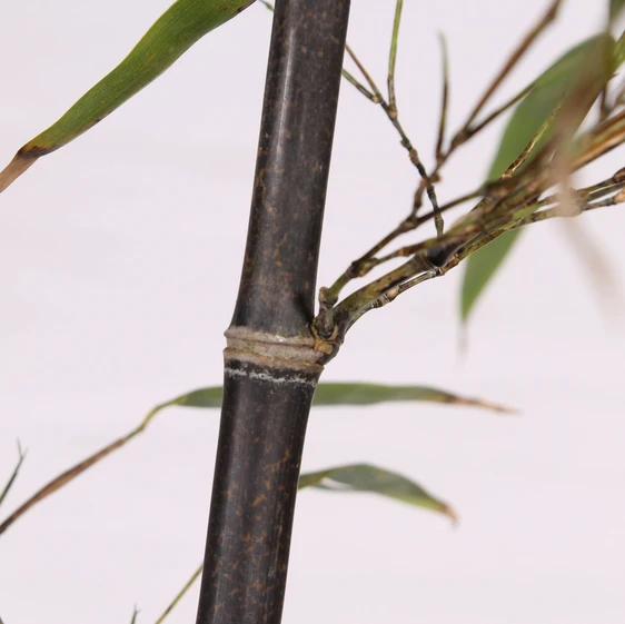 Phyllostachys nigra - image 2