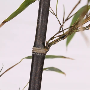 Phyllostachys nigra - image 2