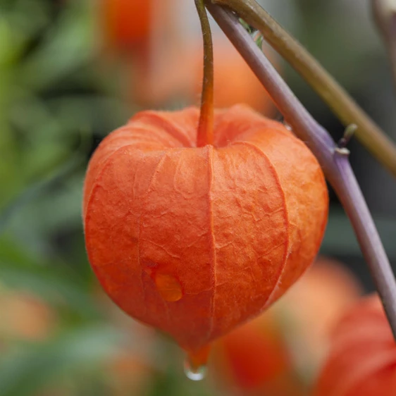 Physalis alkekengi var. franchetii - image 2