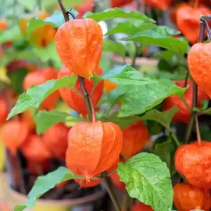 Physalis alkekengi var. franchetii 'Gigantea'