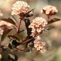 Physocarpus