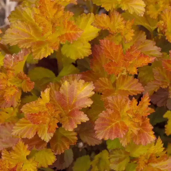 Physocarpus opulifolius 'Amber Jubilee' 3L - image 3