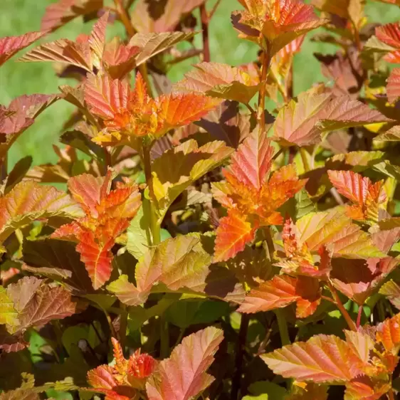 Physocarpus opulifolius 'Amber Jubilee' 4L - image 4