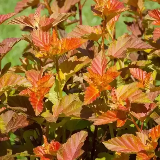 Physocarpus opulifolius 'Amber Jubilee' 7.5L - image 1