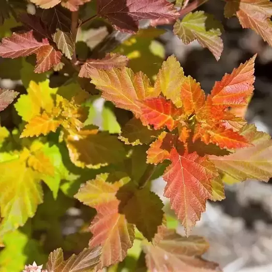 Physocarpus opulifolius 'Amber Jubilee' 3L - image 2