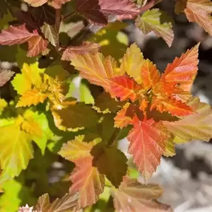 Physocarpus opulifolius 'Amber Jubilee' 4L - image 2