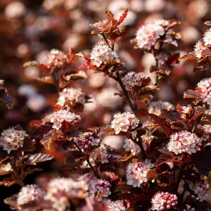 Physocarpus opulifolius 'Little Angel' 3L - image 4
