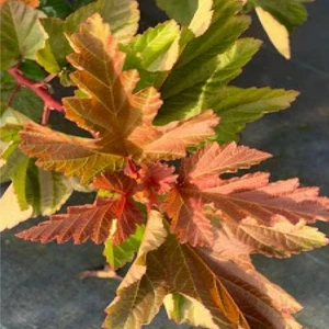 Image Credit: van Vliet New Plants