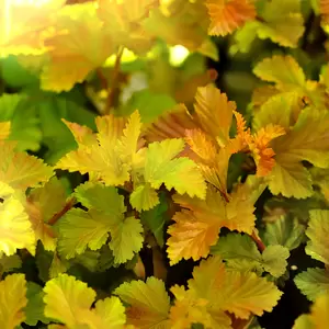 Physocarpus 'Magic Ball' 2.3L