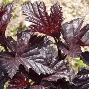 Physocarpus opulifolius 'Midnight' 7.5L - image 2