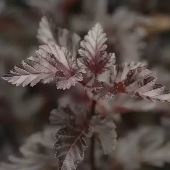 Physocarpus opulifolius 'Midnight' 7.5L - image 2
