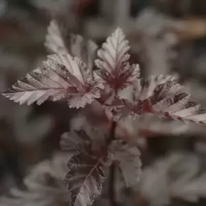 Physocarpus opulifolius 'Midnight' 7.5L - image 2