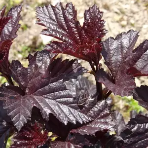 Physocarpus opulifolius 'Mini Midnight' - image 1