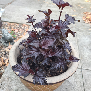 Physocarpus opulifolius 'Mini Midnight' - image 2