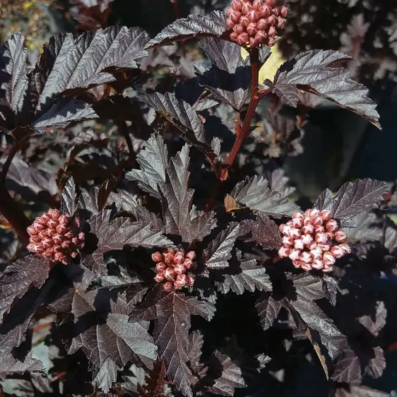 Physocarpus opulifolius 'Panther' 3L