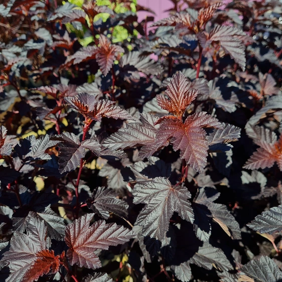 Physocarpus opulifolius 'Rubella'