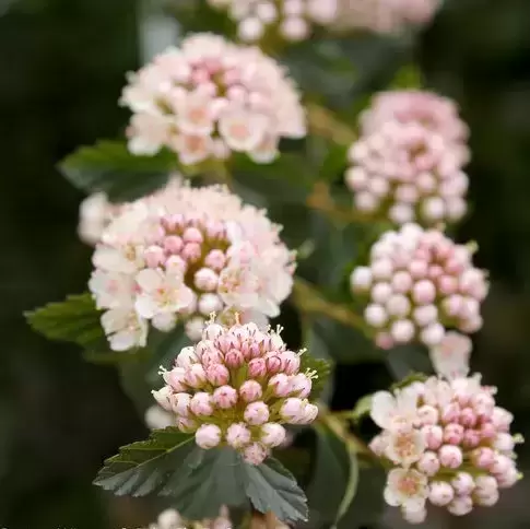 Physocarpus opulifolius 'Tiny Wine' 3L - image 2